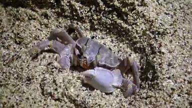 红海鬼蟹，蟹沿着<strong>沙滩奔跑</strong>，在<strong>沙滩</strong>上的<strong>沙滩</strong>上打洞